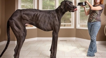 Morre Freddy, o maior cachorro do mundo